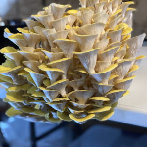 Golden Oysters