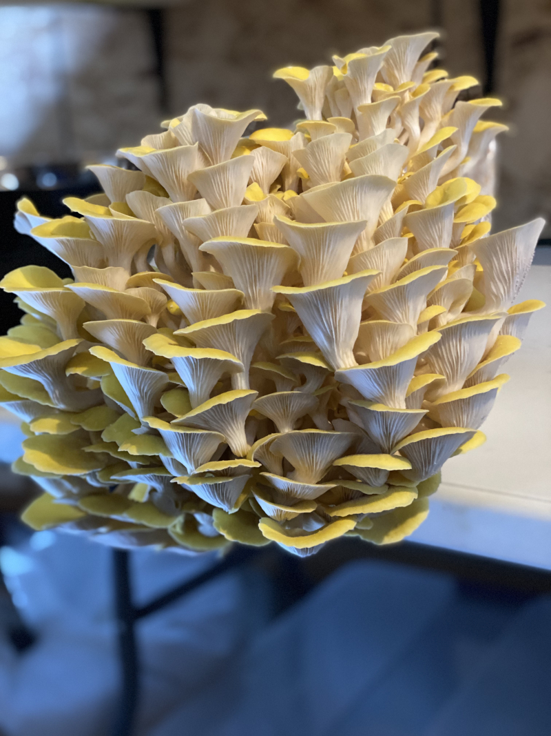 Golden Oysters