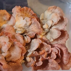 Pink Oysters