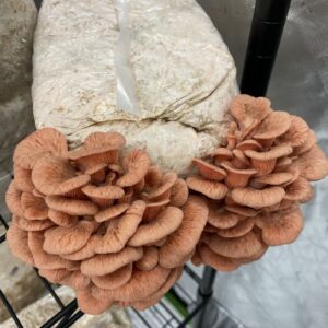 Alternative view of Pink Oyster