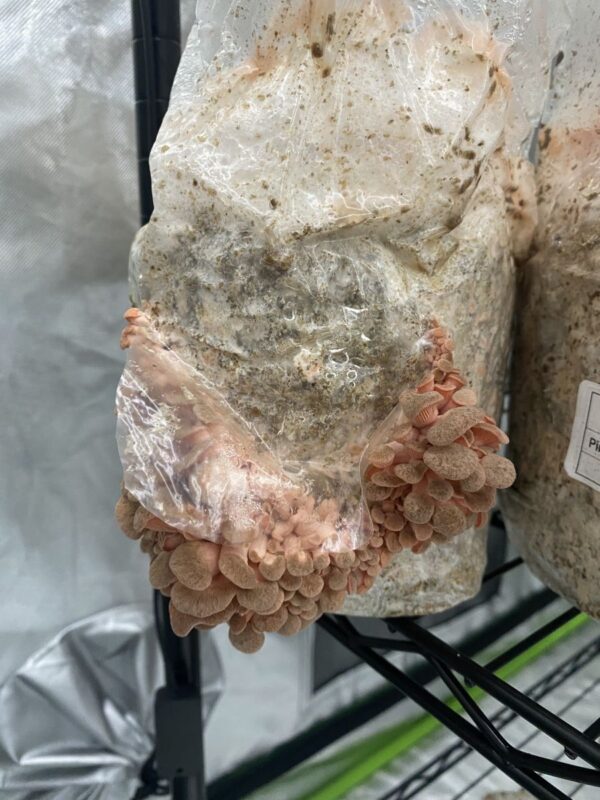 Pink Oyster (Pleurotus djamor)