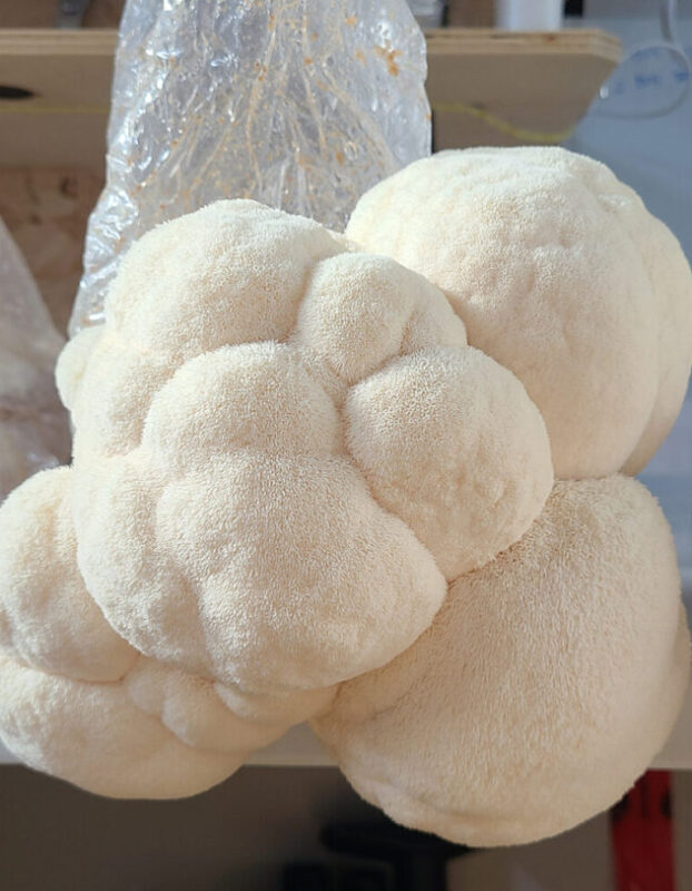 Lion's Mane (Hericium erinaceus)