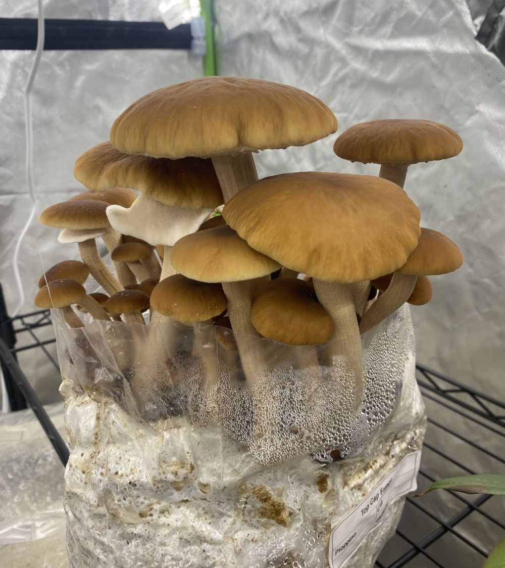 Chesnut mushroom - Image 3