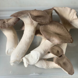 Black-Pearl-Oyster-Cooking.jpg