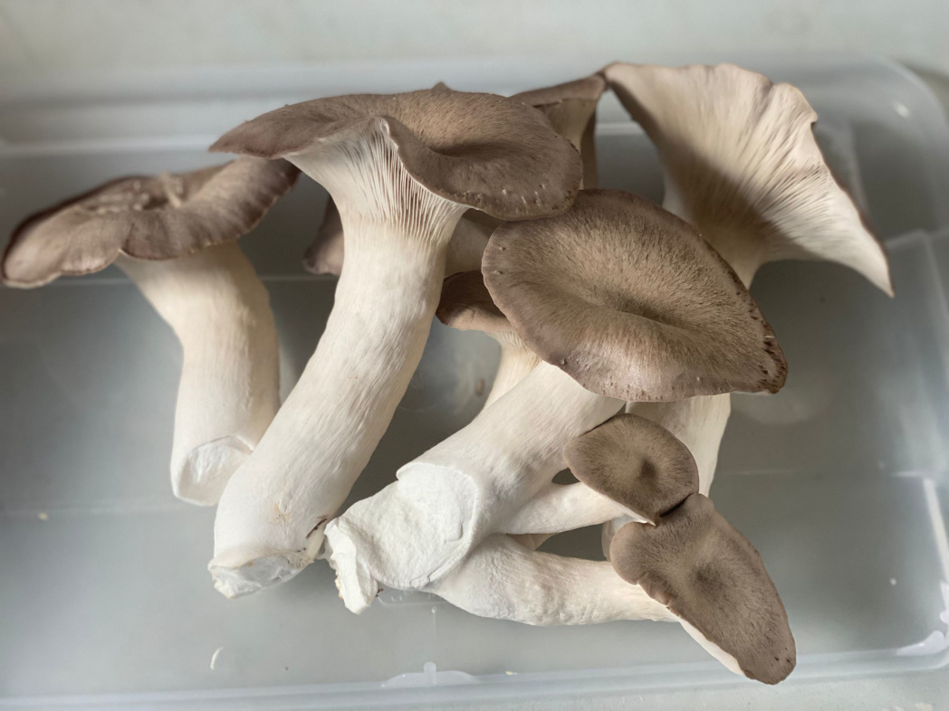 Black-Pearl-Oyster-Cooking.jpg