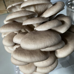 Alternative view of Blue “King Blue” Oyster (Pleurotus ostreatus)