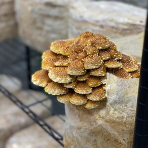 Alternative view of Chesnut mushroom
