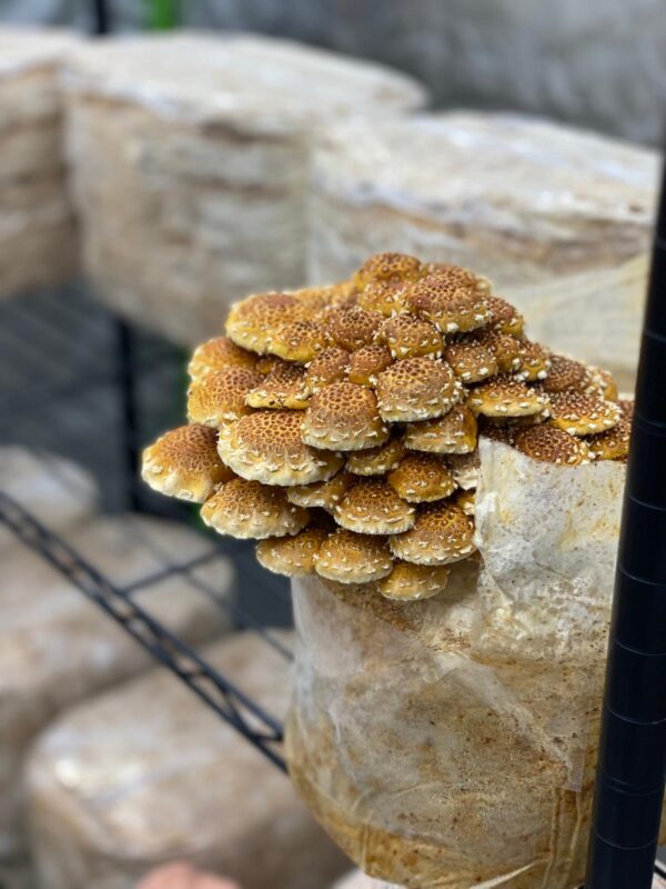 Chestnut (Pholiota adiposa)