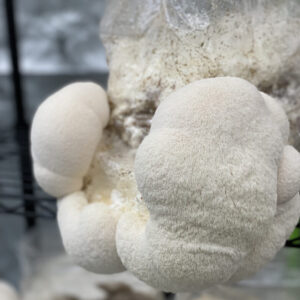 Alternative view of Lion's Mane