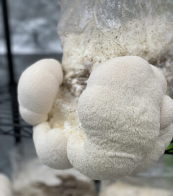 Lion's Mane