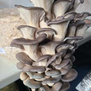 Blue  Oyster
