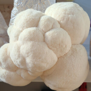 Alternative view of Lion's Mane