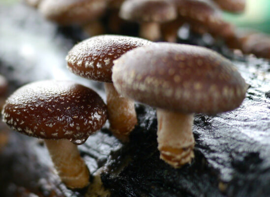 Shiitake