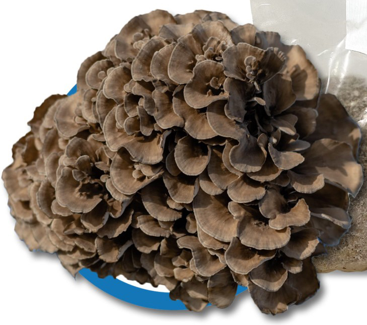 Maitake (Grinfola frondosa)