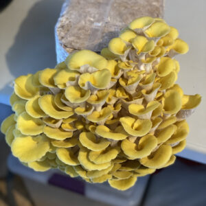 Golden Oyster