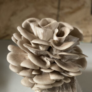 Alternative view of Blue Oyster