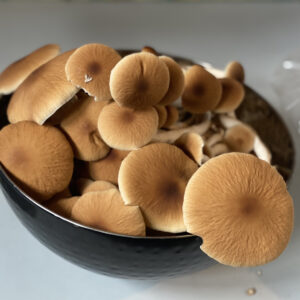 Pioppino Mushrooms