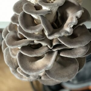 Blue Oysters